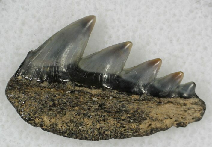 Fossil Cow Shark (Notorynchus) Tooth - Maryland #21318